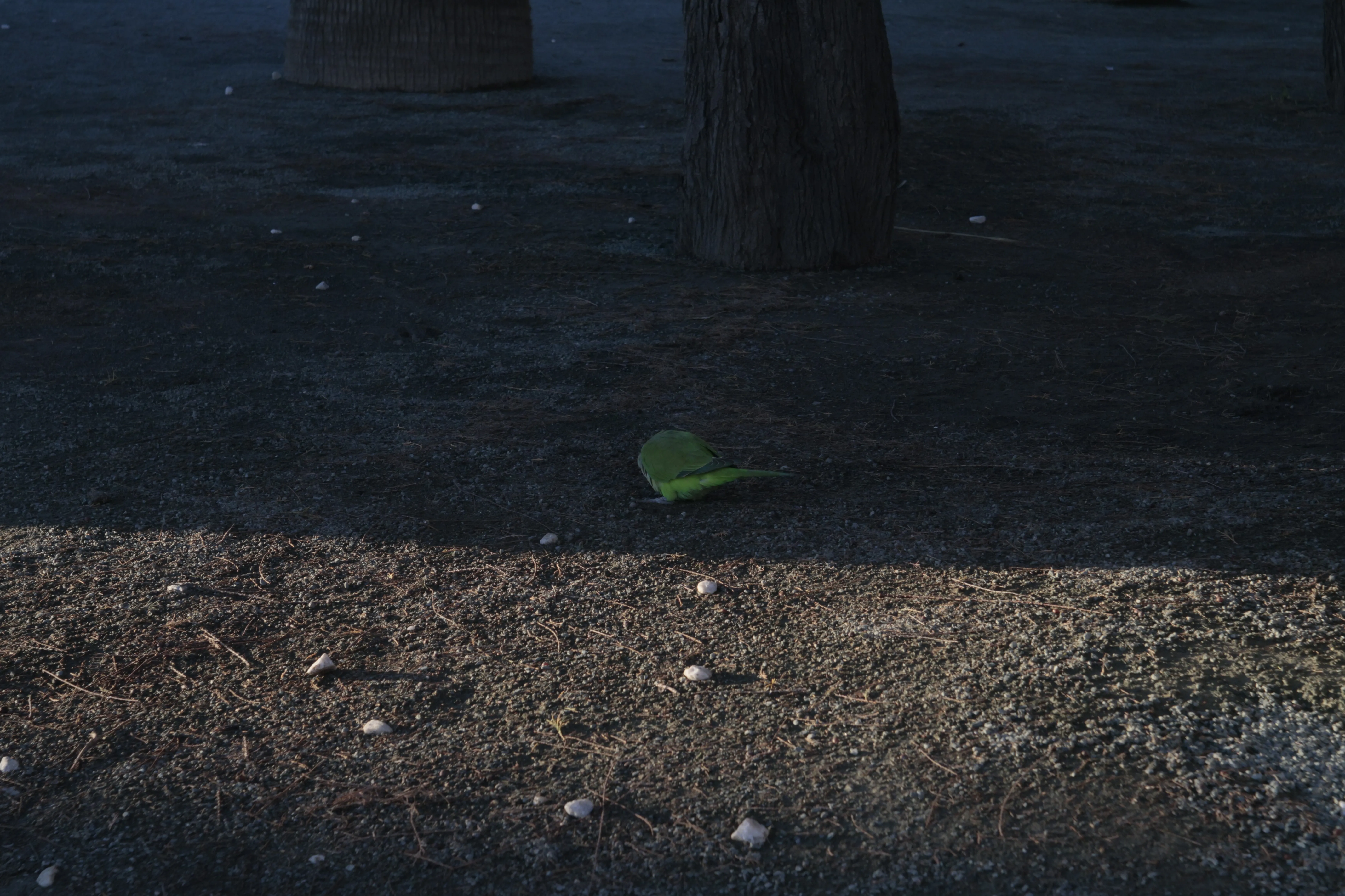 Industar-50-2 50mm f3.5 (M42) - _I4A1398.webp